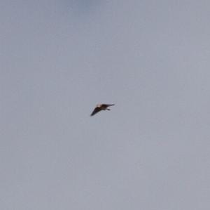 Eurasian Skylark