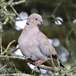 Eurasian Collared-dove