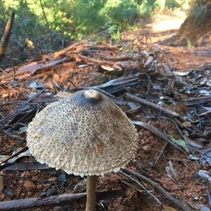 Parasol Mushroom