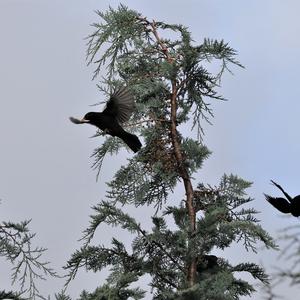 Eurasian Blackbird