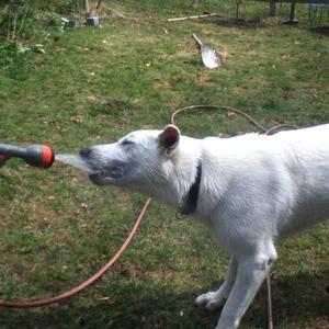 Berger Blanc Suisse