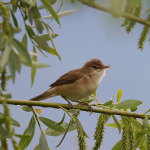 Common Whitethroat