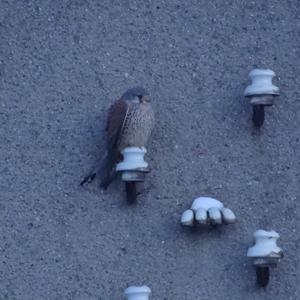 Common Kestrel