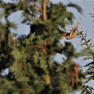 Common Kestrel