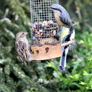 Wood Nuthatch