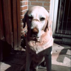 Retriever (Labrador)