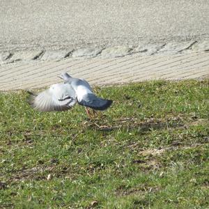 Rock Pigeon