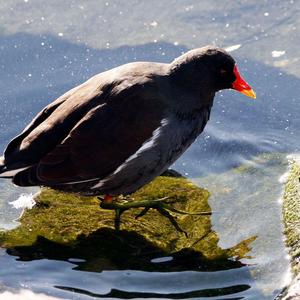 Common Moorhen