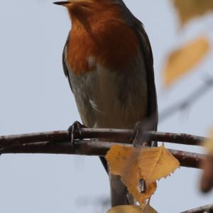 European Robin