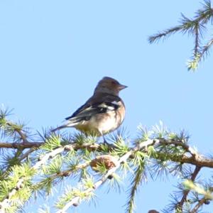 Eurasian Chaffinch