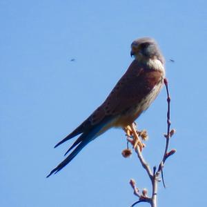 Common Kestrel