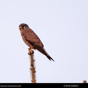 Common Kestrel