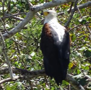 African Fish-eagle