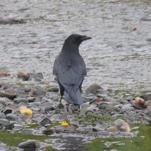 Carrion Crow