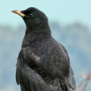 Yellow-billed Chough