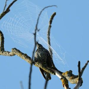 Common Starling