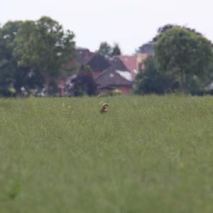 Western Marsh-harrier