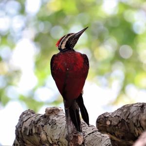 Black-rumped Flameback