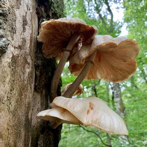 Waldfreundrübling