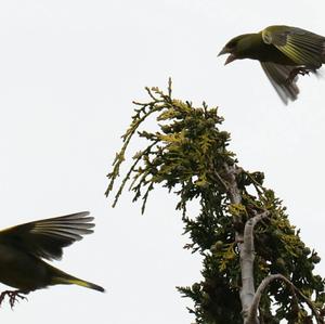 European Greenfinch