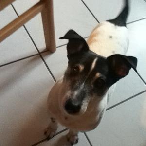 Jack Russell Terrier