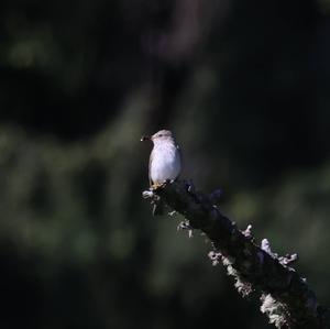 Spotted Flycatcher