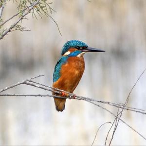 Common Kingfisher