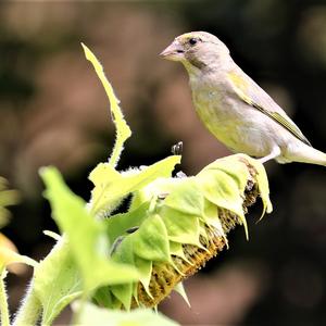 European Greenfinch