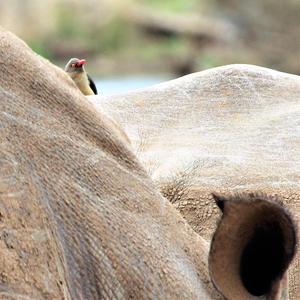 Red-billed Oxpecker