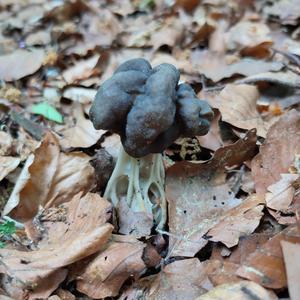 Fluted Black Helvella