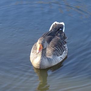 Greylag Goose