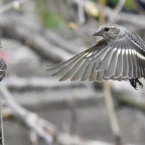 Pine Siskin