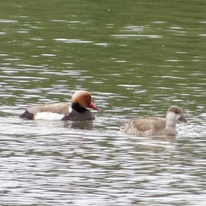 Red-crested Pochard