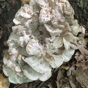 Hen-of-the-Woods