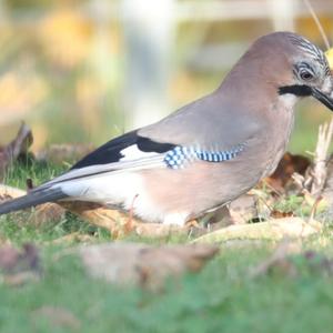 Eurasian Jay