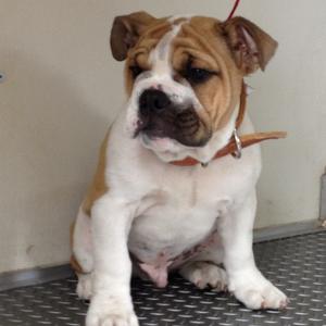 Englische Bulldogge