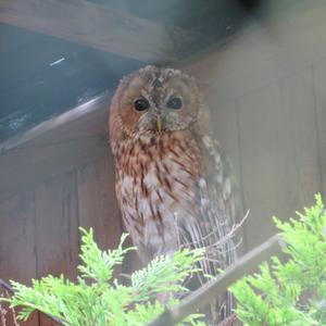 Tawny Owl