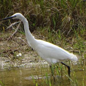 Little Egret