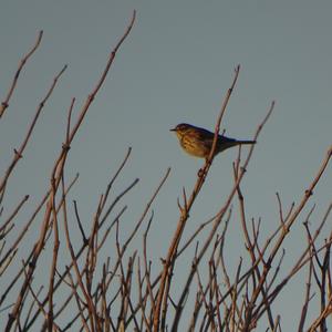 Rock Pipit