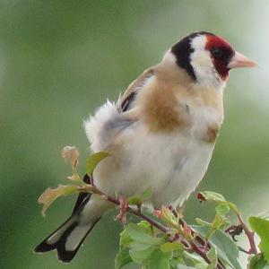 European Goldfinch