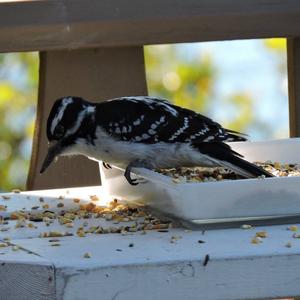 Hairy Woodpecker