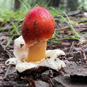 Caesar´s Mushroom