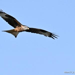 Red Kite