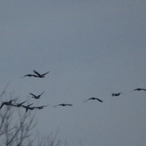 Greylag Goose