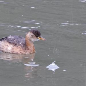 Little Grebe