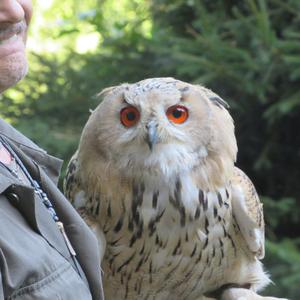 Eurasian Eagle-owl