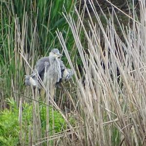 Grey Heron