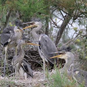 Grey Heron