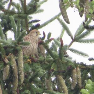 Common Kestrel