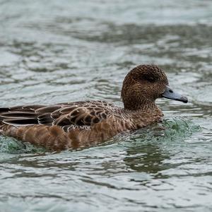 Eurasian Wigeon